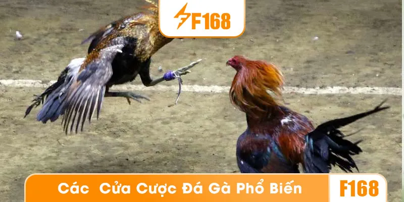 Các hình thức đá gà phổ biến tại F168